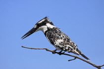 Pied kingfisher, Ceryle rudi, Perched on branch, The Gambia, West Africa.