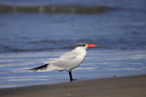 Caspian tern, Sterna caspia, In Eclipse Plumage, Standing At Water's Edge, In Wintering Grounds, December, The Gambia, West Africa.