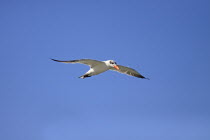 Caspian tern, Sterna caspia, Adult In Flight In Eclipse Plumage, Against Deep Blue Sky, In Wintering Grounds, December, The Gambia, West Africa.