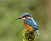 Kingfisher, Alcedo atthis, Female perched on mossy branch in woodland, West Midlands, England, UK.
