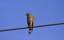 Lizard buzzard, Kaupifalco monogrammicus, Perched on steel cable against a deep blue sky, The Gambia, West Africa.