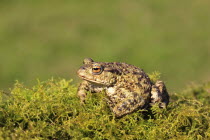 Common toad, Bufo bufo, sat on mossy vegetation, March, Shropshire, England, UK. 