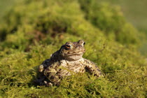 Common toad, Bufo bufo, sat on mossy vegetation, March, Shropshire, England, UK. 