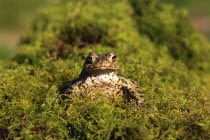 Common toad, Bufo bufo, sat on mossy vegetation, March, Shropshire, England, UK. 