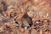 Red grouse, Lagopus lagopus, Male standing in burnt heather with head turned viewed from behind, North Yorkshire, England, UK.