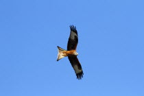 Red kite, Milvus milvus, Soaring against blue sky, Rhayder, Powys, Mid Wales, UK.