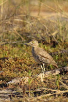 Senegal thick-knee, Burhinus senegalensis, Wading through vegetation in the early morning light, The Gambia, West Africa.
