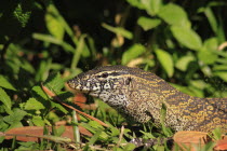 Nile monitor lizard, Varnus niloticus, Tick embedded into neck at edge of copse, The Gambia, West Africa.