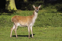 Red deer, Cervus elaphus, Female standing at edge of woodland feeding with grass in mouth, Tatton, Cheshire, England, UK.