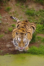 Siberian amur tiger, Panthera tigris altaica, also known as Amur Tiger, crouching down and drinking from stagnant pool of water.