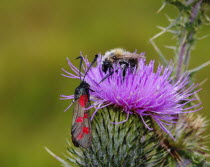 Six-spot Burnet Moth, Zygaena filipendulae, and Bee vying for Pollen on head of Thistle, Shropshire, England, UK.