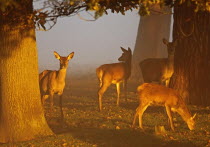 Red deer, Cervus elaphus, Young Red Deer females feeding on sunny misty autumn morning at sunrise, October, Tatton, Cheshire, England, UK.