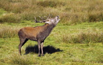 Red deer, Cervus elaphus, Male stag calling during rutting Season, Covered In Mud, Autumn, October, Tatton, Cheshire, England, UK.