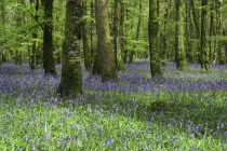 Ireland, County Roscommon, Derreen Wood, Bluebells in May.