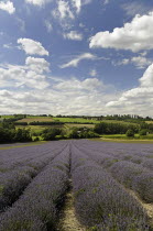 England, Kent, Shoreham, Lavender field at Castle Farm.