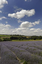 England, Kent, Shoreham, Lavender field at Castle Farm.