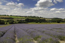 England, Kent, Shoreham, Lavender field at Castle Farm.