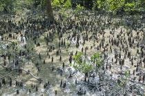 Bangladesh, Sunderbans, Shoots of halophytic mangrove poking out of the mud in the UNESCO World Heritage Site.