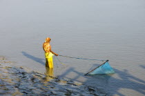 Woman trawling for shrimp fry with scoop net in the Sunderbans mangrove forest, UNESCO World Heritage Site