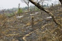 Bangladesh, Chittagong Hills, Hillsides burned in the traditional slash and burn style of juma agriculture.