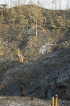 Bangladesh, Chittagong Hills, Hillsides burned in the traditional slash and burn style of juma agriculture.