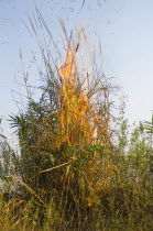 Bangladesh, Chittagong Hills, Bamboo burning in the traditional slash and burn style of juma agriculture.