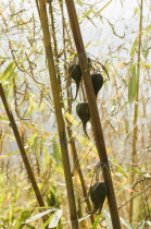 Bangladesh, Chittagong Division, Bandarban, Rare bamboo fruit hanging from stems, usually flowers every 50 years.