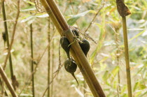 Bangladesh, Chittagong Division, Bandarban, Rare bamboo fruit hanging from stems, usually flowers every 50 years.