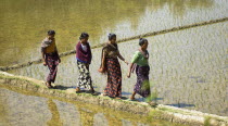 Bangladesh, Ragamati, Women walking across rice paddy fields.