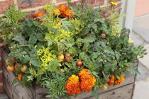 Lycopersicon, Tomato and Calendula,  Marigold growing in wooden planter.