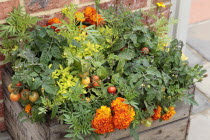Lycopersicon, Tomato and Calendula,  Marigold growing in wooden planter.