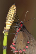 Barred Horsetail, Close up of Butterfly on Equisetum Japonicum.