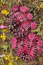 Close up of Star cactus.