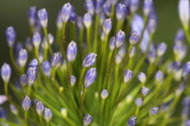 Agapanthus, close-up of the flower buds.