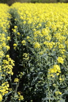 Oilseed Rape, Brassica napus oleifera, intensively grown on farm.