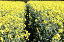 Oilseed Rape, Brassica napus oleifera, intensively grown on farm.