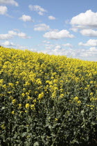 Oilseed Rape, Brassica napus oleifera, intensively grown on farm.