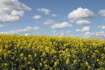 Oilseed Rape, Brassica napus oleifera, intensively grown on farm.