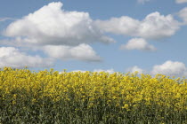 Oilseed Rape, Brassica napus oleifera, intensively grown on farm.