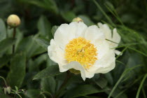 Paeonia " Krinkled white"