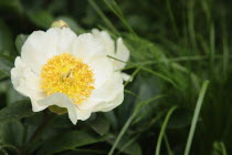 Paeonia " Krinkled white"
