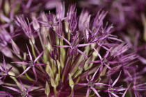 Allium 'Gladiator', close up detail of flowers.