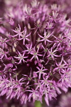 Allium 'Gladiator', Close up detail of flowers.