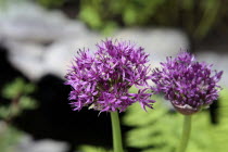 Allium 'Gladiator', Close up detail of flowers.