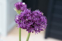 Allium 'Gladiator', Close up detail of flowers.