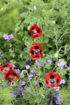 Scarlet Poppy, Papaver commutatum 'Ladybird'.