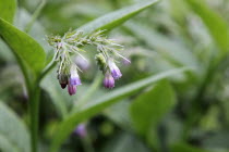 Comfrey flowers, Symphytum officinale.