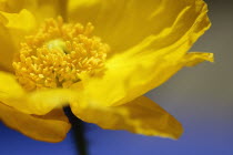 Poppy, wild California Yellow.