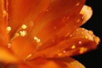 Clivia, close up of water droplets on orange petals.