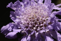 Scabious, close up of Scabiosa columbaria flower.